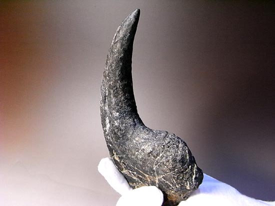 世界最高レベルのアロサウルスのかぎ爪（ハンドクロウ）（その11）