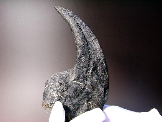 世界最高レベルのアロサウルスのかぎ爪（ハンドクロウ）（その12）