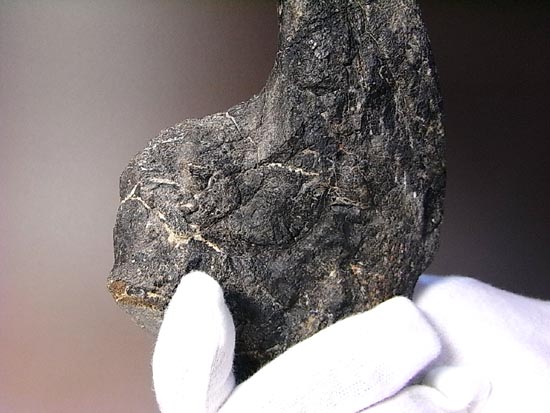 世界最高レベルのアロサウルスのかぎ爪(ハンドクロウ)(その13)