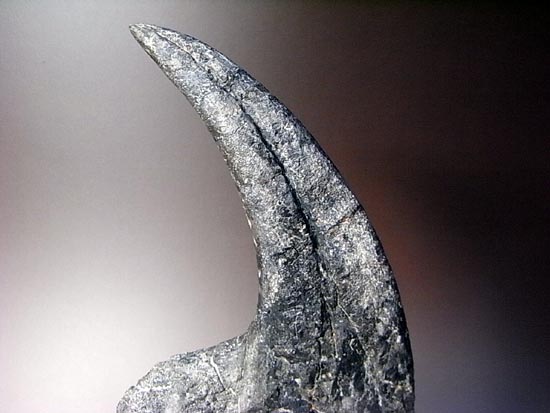 世界最高レベルのアロサウルスのかぎ爪（ハンドクロウ）（その14）