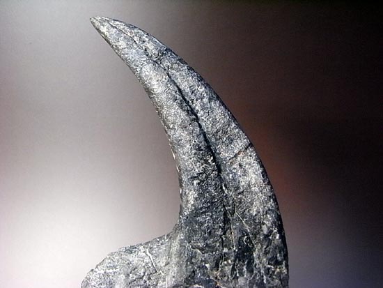 世界最高レベルのアロサウルスのかぎ爪(ハンドクロウ)(その14)