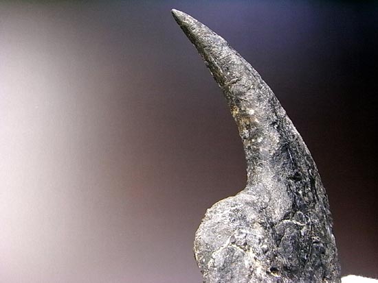 世界最高レベルのアロサウルスのかぎ爪（ハンドクロウ）（その16）