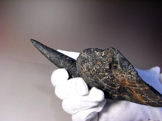 世界最高レベルのアロサウルスのかぎ爪(ハンドクロウ)(その17)
