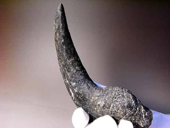 世界最高レベルのアロサウルスのかぎ爪（ハンドクロウ）（その18）