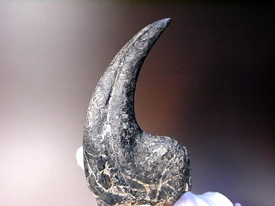 世界最高レベルのアロサウルスのかぎ爪(ハンドクロウ)(その19)