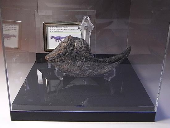 世界最高レベルのアロサウルスのかぎ爪（ハンドクロウ）（その2）