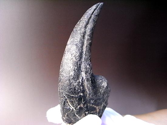 世界最高レベルのアロサウルスのかぎ爪（ハンドクロウ）（その20）