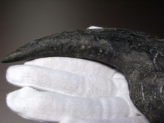 世界最高レベルのアロサウルスのかぎ爪(ハンドクロウ)(その4)