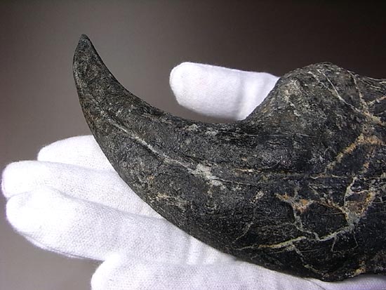 世界最高レベルのアロサウルスのかぎ爪(ハンドクロウ)(その7)