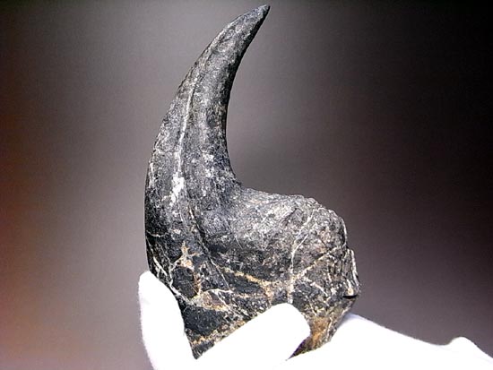 世界最高レベルのアロサウルスのかぎ爪(ハンドクロウ)(その8)