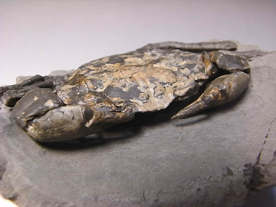 ノジュールの中からこんにちは!カニの化石(その1)