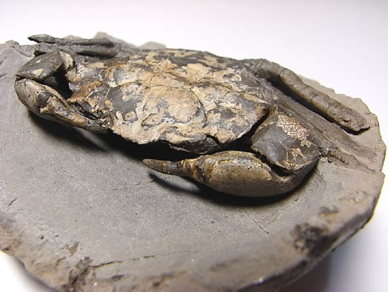 ノジュールの中からこんにちは!カニの化石(その10)
