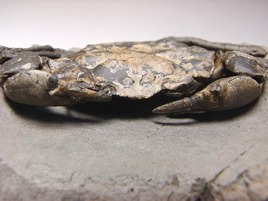 ノジュールの中からこんにちは!カニの化石(その11)