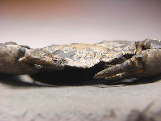 ノジュールの中からこんにちは!カニの化石(その12)