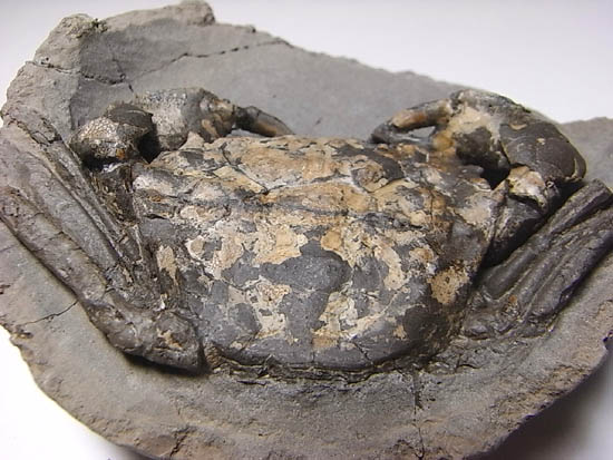 ノジュールの中からこんにちは!カニの化石(その13)