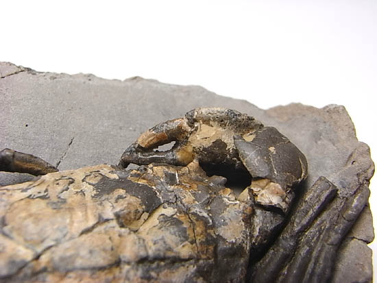 ノジュールの中からこんにちは!カニの化石(その14)