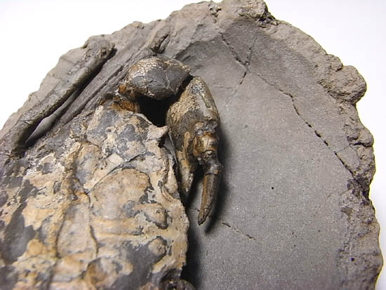 ノジュールの中からこんにちは!カニの化石(その15)