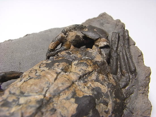 ノジュールの中からこんにちは!カニの化石(その16)