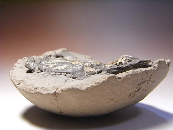 ノジュールの中からこんにちは!カニの化石(その19)