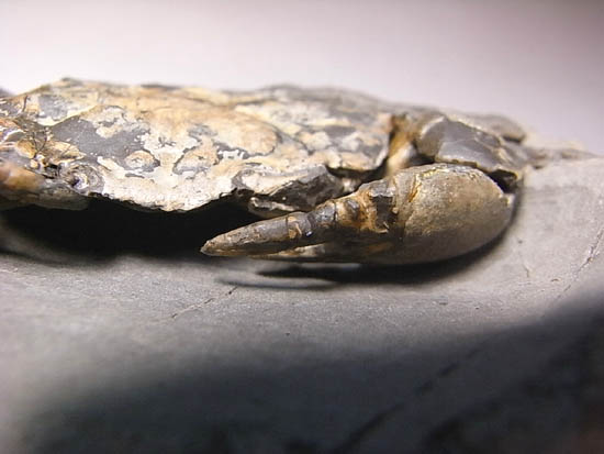 ノジュールの中からこんにちは!カニの化石(その4)