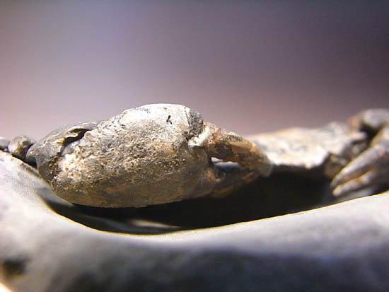 ノジュールの中からこんにちは!カニの化石(その5)