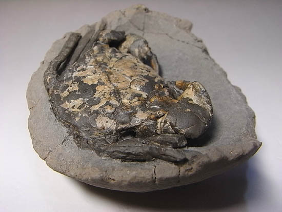 ノジュールの中からこんにちは!カニの化石(その6)