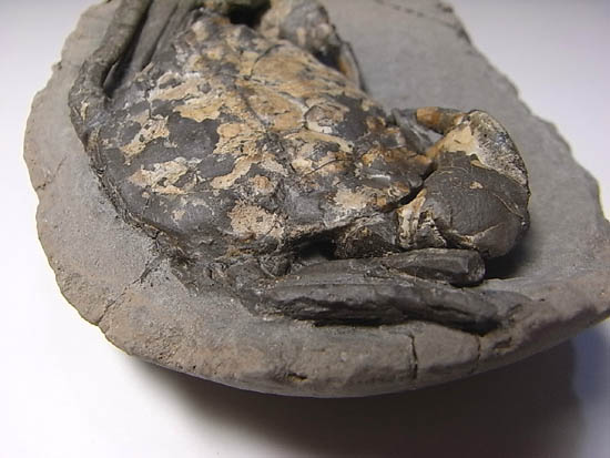 ノジュールの中からこんにちは!カニの化石(その7)