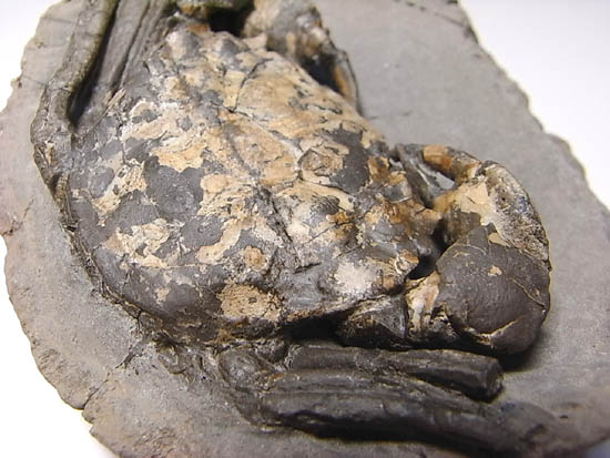 ノジュールの中からこんにちは!カニの化石(その8)