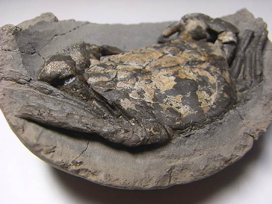 ノジュールの中からこんにちは!カニの化石(その9)