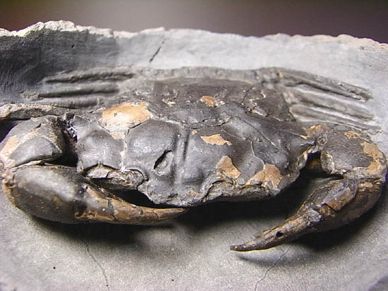 ノジュールの中からこんにちは!カニの化石(その1)