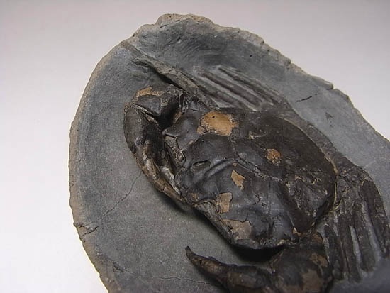 ノジュールの中からこんにちは!カニの化石(その10)
