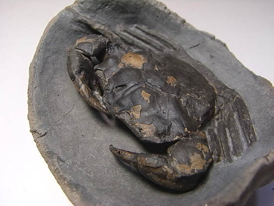 ノジュールの中からこんにちは!カニの化石(その11)