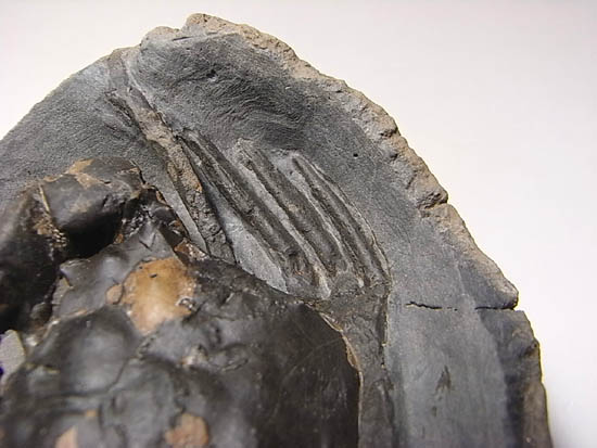 ノジュールの中からこんにちは!カニの化石(その12)