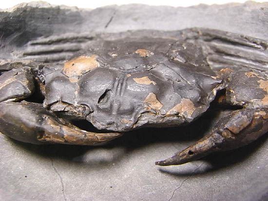 ノジュールの中からこんにちは!カニの化石(その14)