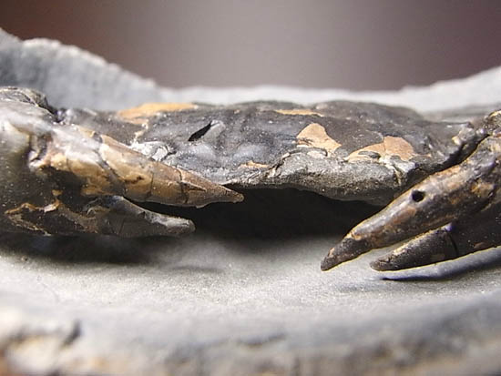 ノジュールの中からこんにちは!カニの化石(その16)