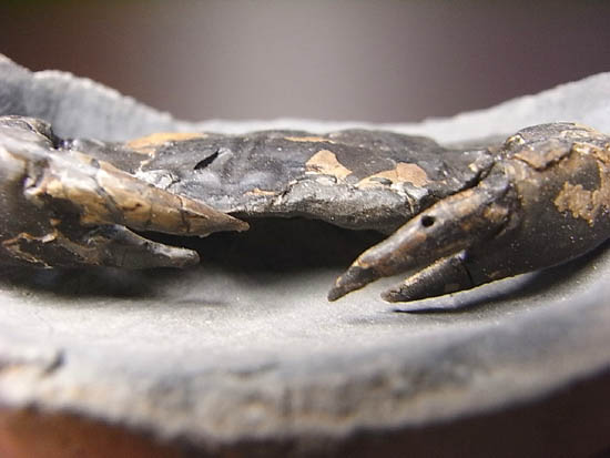 ノジュールの中からこんにちは!カニの化石(その17)