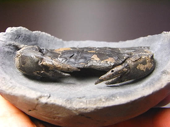 ノジュールの中からこんにちは!カニの化石(その18)