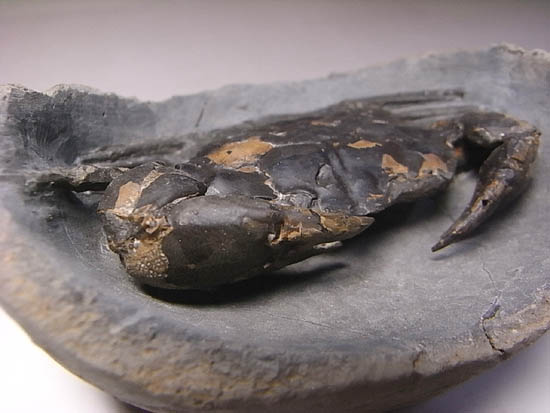 ノジュールの中からこんにちは!カニの化石(その19)