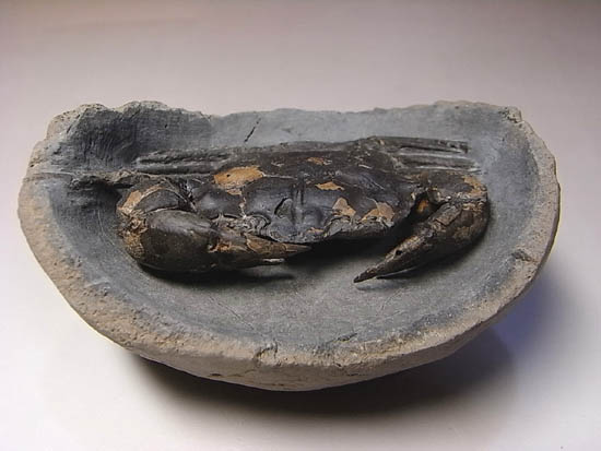ノジュールの中からこんにちは!カニの化石(その3)
