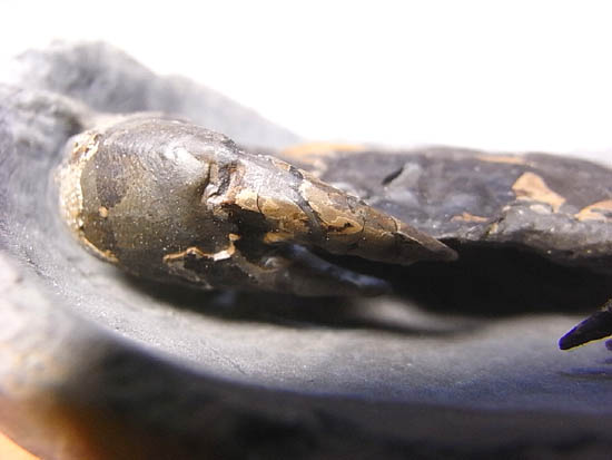 ノジュールの中からこんにちは!カニの化石(その4)