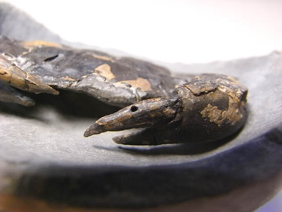 ノジュールの中からこんにちは!カニの化石(その5)