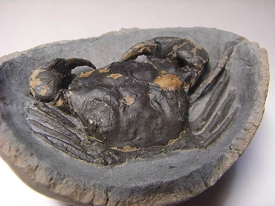 ノジュールの中からこんにちは!カニの化石(その7)