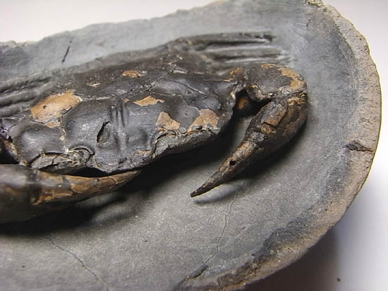 ノジュールの中からこんにちは!カニの化石(その9)