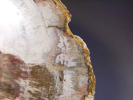 両面ポリッシュ！木の皮も年輪も保存。2億年前のブラジル産珪化木（その10）