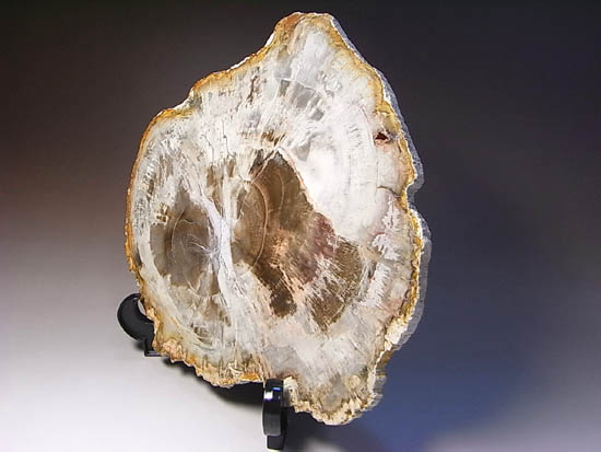 両面ポリッシュ！木の皮も年輪も保存。2億年前のブラジル産珪化木（その11）