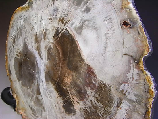 両面ポリッシュ！木の皮も年輪も保存。2億年前のブラジル産珪化木（その15）