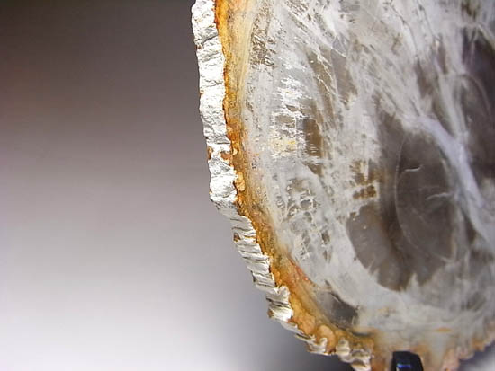 両面ポリッシュ！木の皮も年輪も保存。2億年前のブラジル産珪化木（その16）