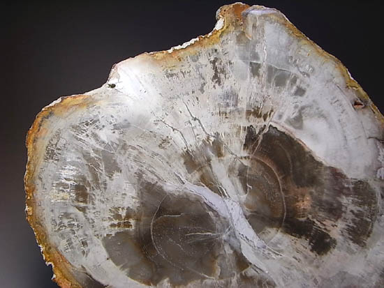 両面ポリッシュ！木の皮も年輪も保存。2億年前のブラジル産珪化木（その3）