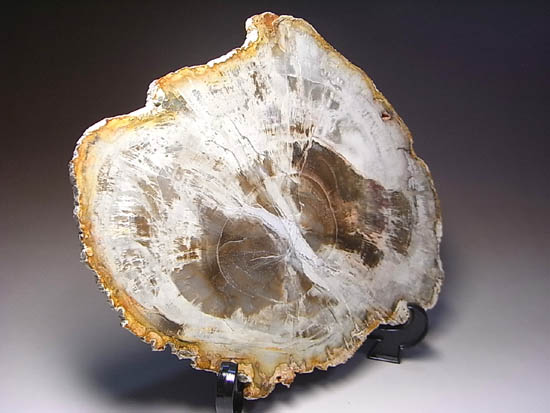 両面ポリッシュ！木の皮も年輪も保存。2億年前のブラジル産珪化木（その4）