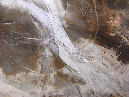 両面ポリッシュ！木の皮も年輪も保存。2億年前のブラジル産珪化木（その8）